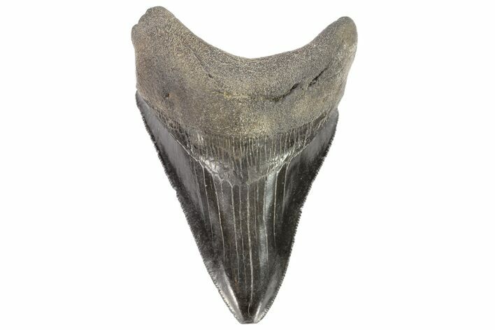 Serrated, Fossil Megalodon Tooth - Georgia #78213